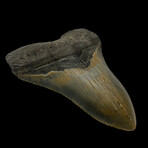 4.99" Serrated Colorful Megalodon Tooth