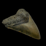 4.75" High Quality Megalodon Tooth