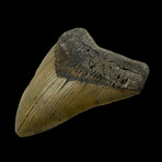 4.98" High Quality Megalodon Tooth
