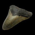 5.59" Large Serrated Megalodon tooth