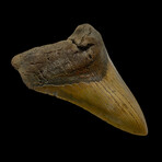5.37" High Quality Megalodon Tooth