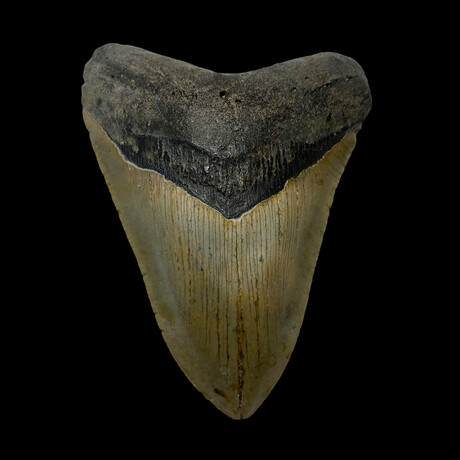 4.75" Serrated Megalodon Tooth