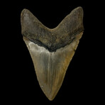 5.42" Serrated Megalodon Tooth