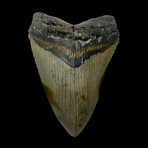 5.05" High Quality Unique Megalodon Tooth
