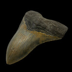 4.99" Serrated Colorful Megalodon Tooth