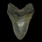 4.61" High Quality Serrated Megalodon Tooth
