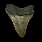 4.21" Colorful Megalodon Tooth