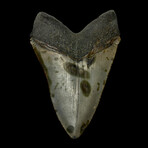 5.05" High Quality Unique Megalodon Tooth