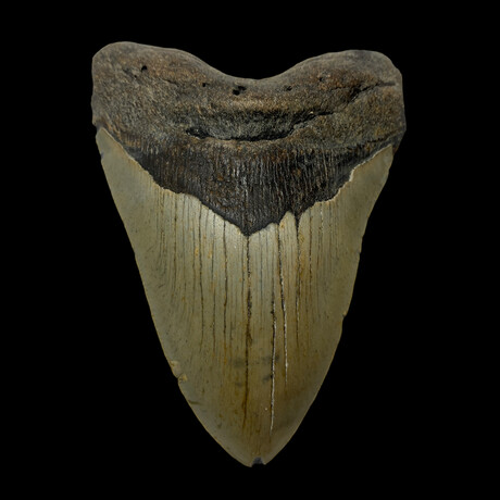 4.91" High Quality Megalodon Tooth