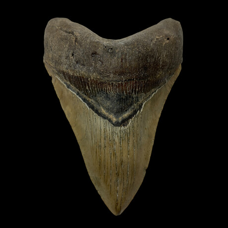 5.42" Serrated Megalodon Tooth