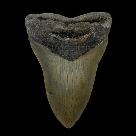5.32" Serrated Megalodon Tooth