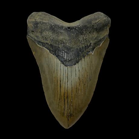 4.68" High Quality Serrated Megalodon Tooth