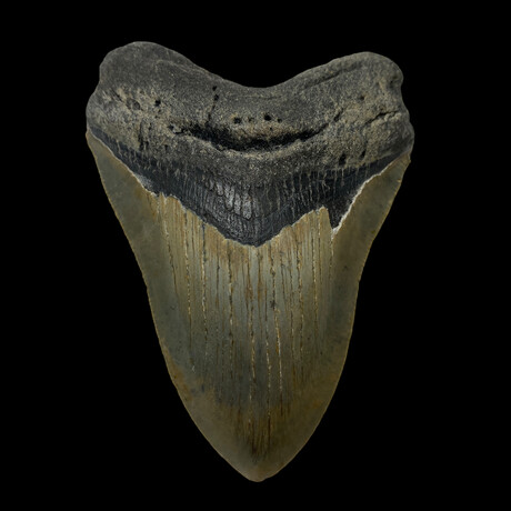 4.61" High Quality Serrated Megalodon Tooth