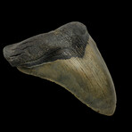 5.59" Large Serrated Megalodon tooth