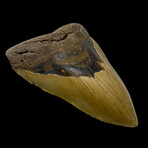 5.62" High Quality Megalodon Tooth