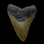 4.87" High Quality Megalodon Tooth
