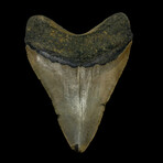 4.74" High Quality Megalodon Tooth // 6.8oz