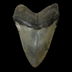 5.41" High Quality Serrated Megalodon Tooth