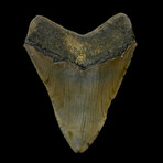 4.98" High Quality Megalodon Tooth