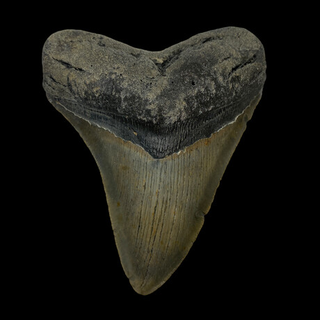 4.97" High Quality  Serrated Megalodon Tooth