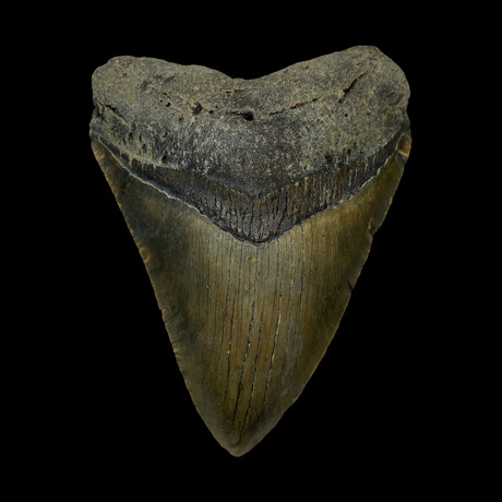 4.75" High Quality Megalodon Tooth