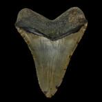 6.16" Massive Megalodon Tooth