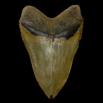 5.62" High Quality Megalodon Tooth