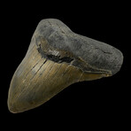 5.20" High Quality Wide Megalodon Tooth