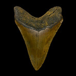 5.37" High Quality Megalodon Tooth