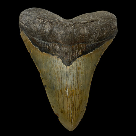 6.16" Massive Megalodon Tooth