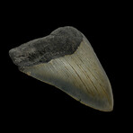 4.17" High Quality Megalodon Tooth