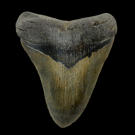 5.59" Large Serrated Megalodon tooth