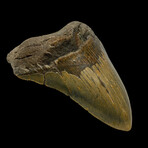 6.20" Massive Colorful Megalodon tooth