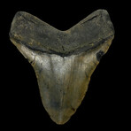 5.20" High Quality Wide Megalodon Tooth