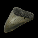 4.17" High Quality Megalodon Tooth