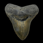 5.20" High Quality Wide Megalodon Tooth