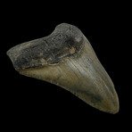 5.06" High Quality Megalodon Tooth