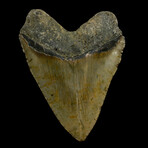 5.91" Massive Serrated Megalodon tooth