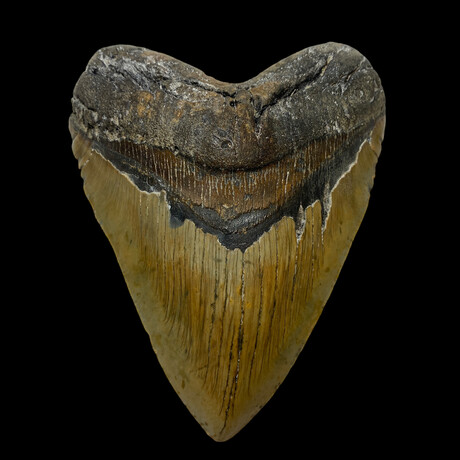 5.91" Massive Serrated Megalodon tooth