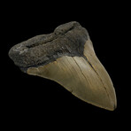 4.58" High Quality Megalodon Tooth