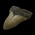 4.58" High Quality Megalodon Tooth