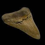 4.74" High Quality Megalodon Tooth // 7.6oz