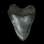 4.17" High Quality Megalodon Tooth