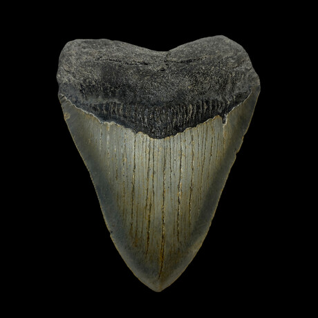 4.17" High Quality Megalodon Tooth