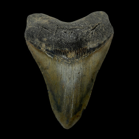 5.06" High Quality Megalodon Tooth