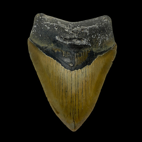 4.08" Unique Serrated Megalodon Tooth