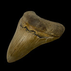 4.74" High Quality Megalodon Tooth // 7.6oz