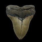 4.58" High Quality Megalodon Tooth