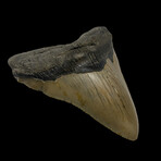 4.53" Unique Shape Megalodon Tooth