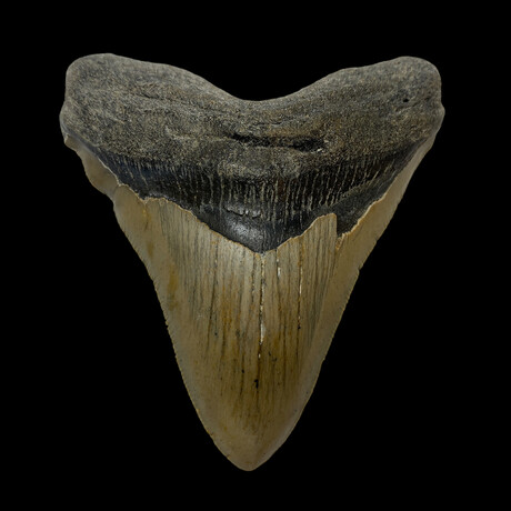 4.53" Unique Shape Megalodon Tooth